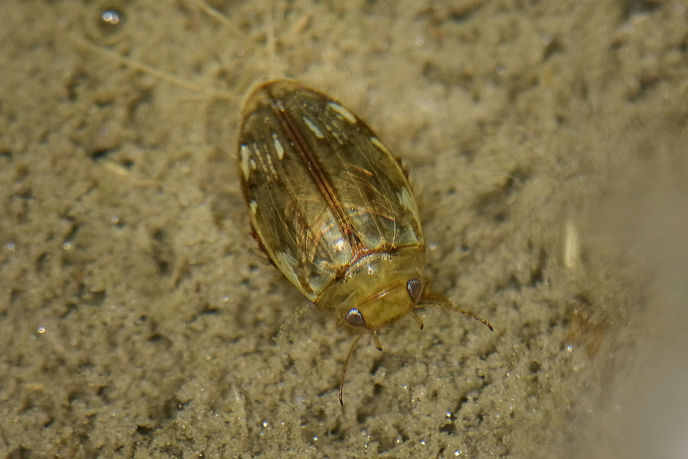 Quale  Dytiscidae? - Laccophilus hyalinus (cf.)